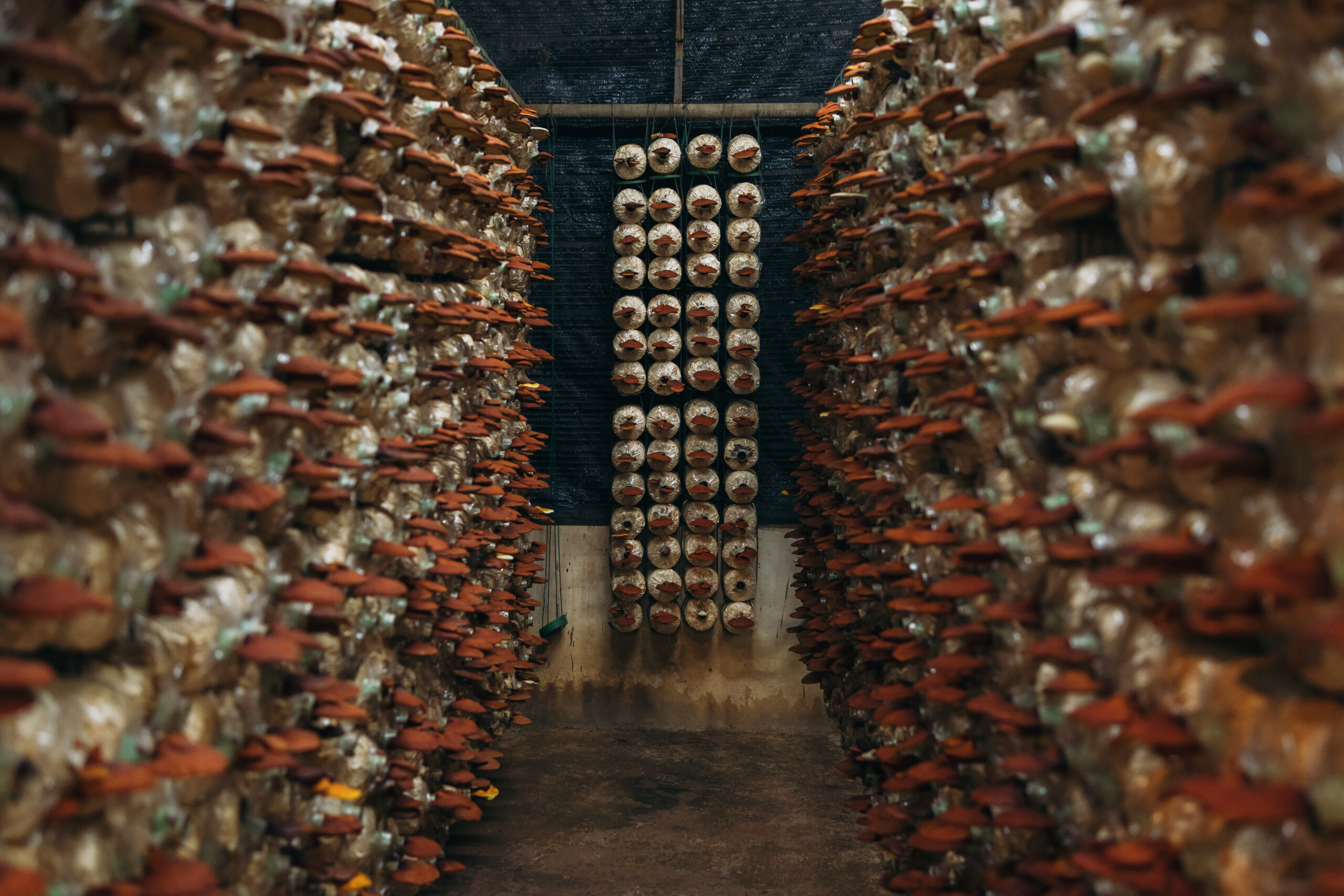 mushrooms are growing on the farm they are one of 2025 11 11 20 48 21 utc scaled